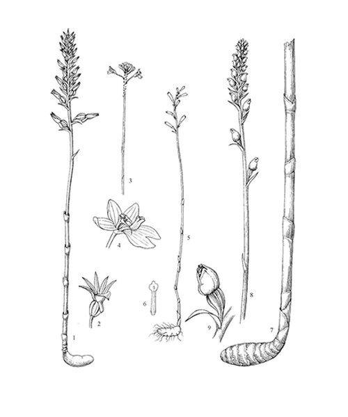 Natural compounds from  Gastrodia elata